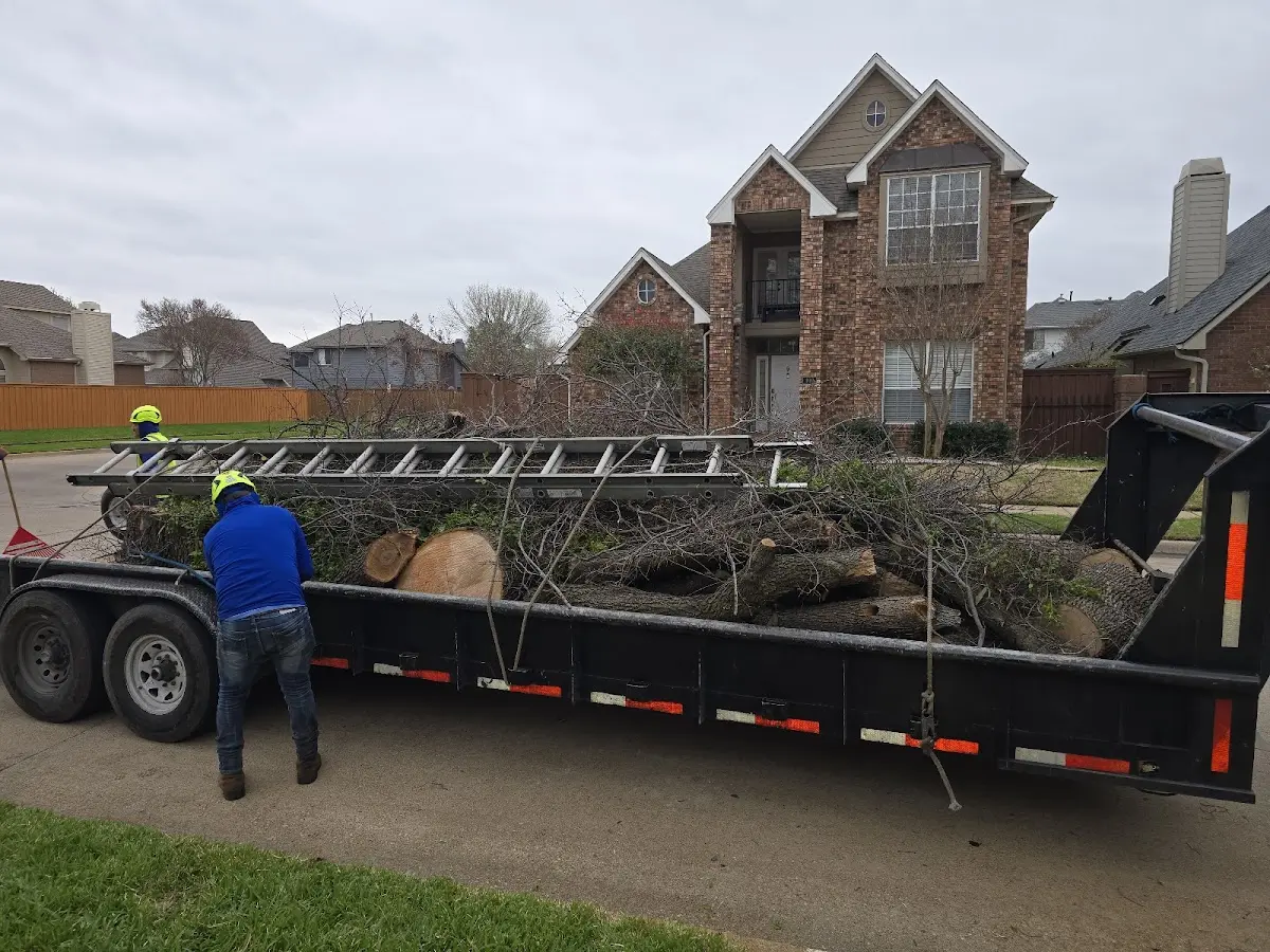Expert Tree Removal with proper safety equipment in Comstock